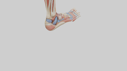 Human Foot Anatomy Model VR / AR / low-poly