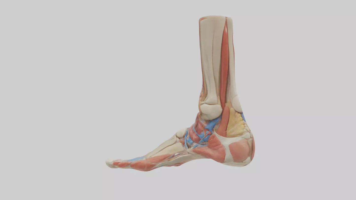 Human Foot Anatomy Model VR / AR / low-poly