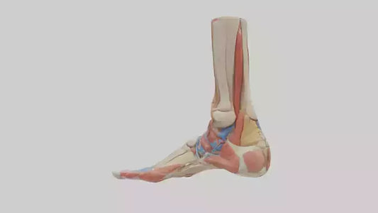 Human Foot Anatomy Model VR / AR / low-poly