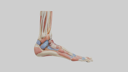 Human Foot Anatomy Model VR / AR / low-poly