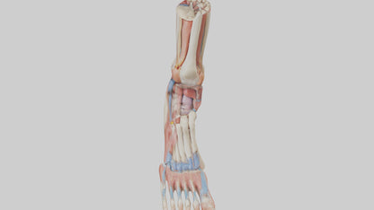 Human Foot Anatomy Model VR / AR / low-poly