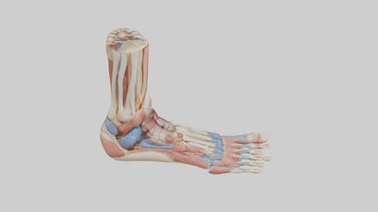 Human Foot Anatomy Model VR / AR / low-poly