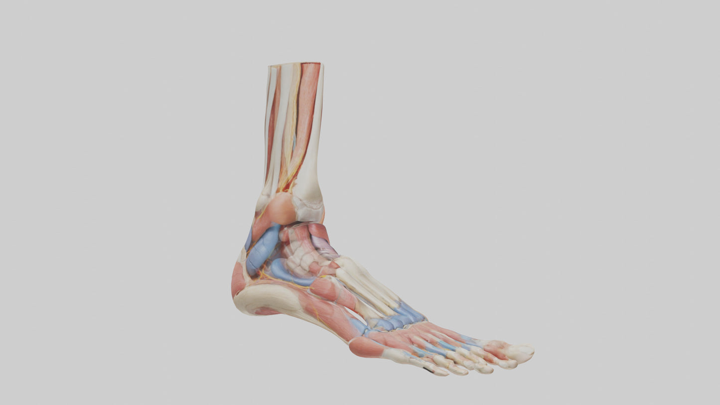 Human Foot Anatomy Model VR / AR / low-poly