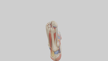 Human Foot Anatomy Model VR / AR / low-poly