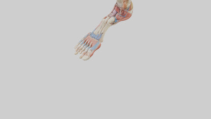 Human Foot Anatomy Model VR / AR / low-poly
