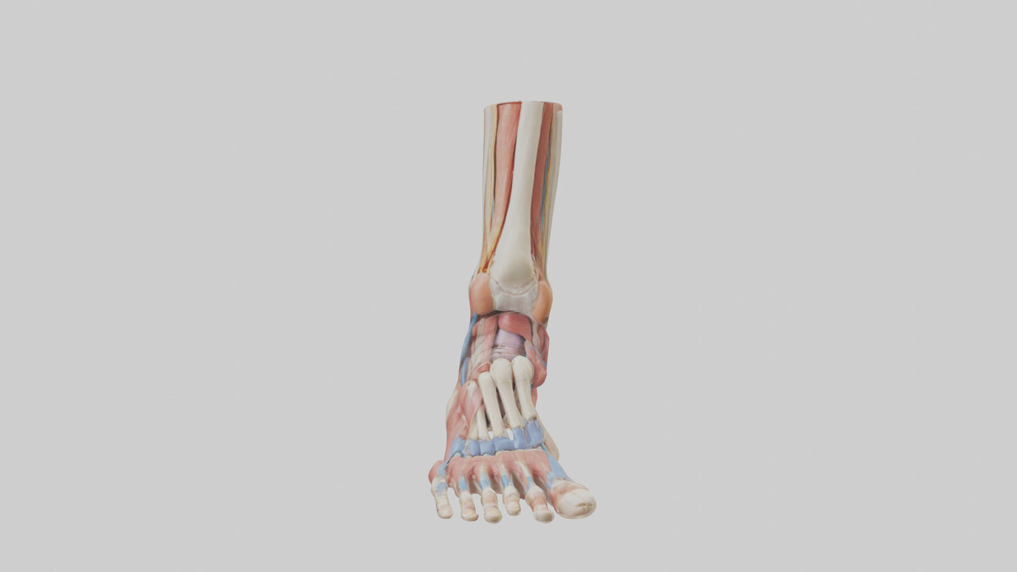 Human Foot Anatomy Model VR / AR / low-poly