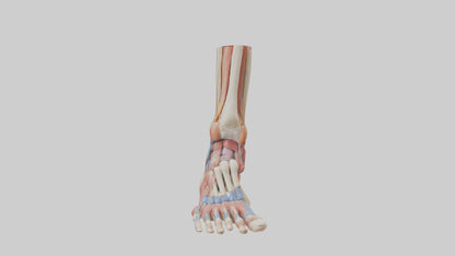 Human Foot Anatomy Model VR / AR / low-poly