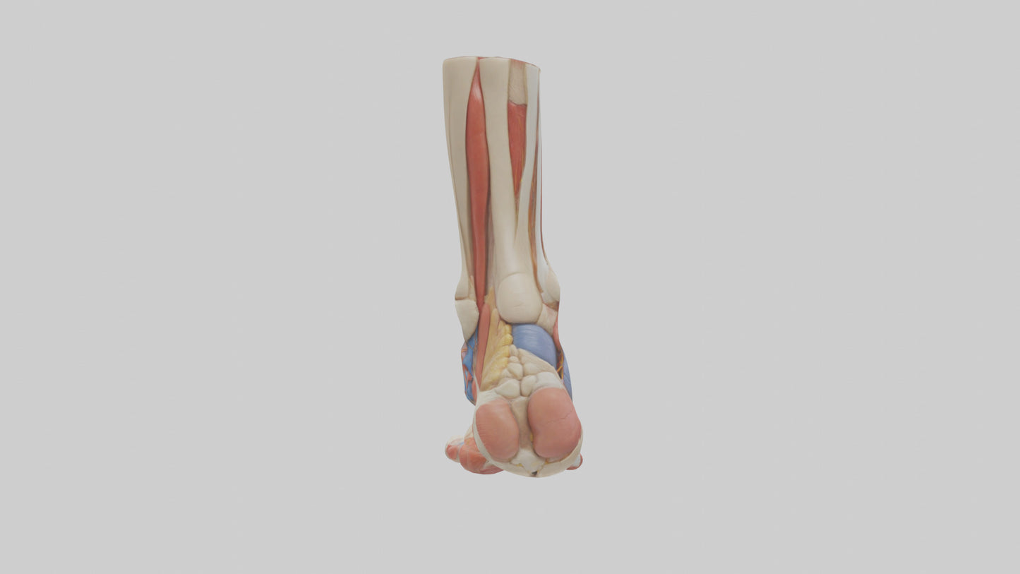 Human Foot Anatomy Model VR / AR / low-poly