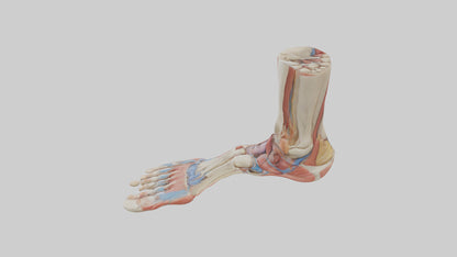 Human Foot Anatomy Model VR / AR / low-poly