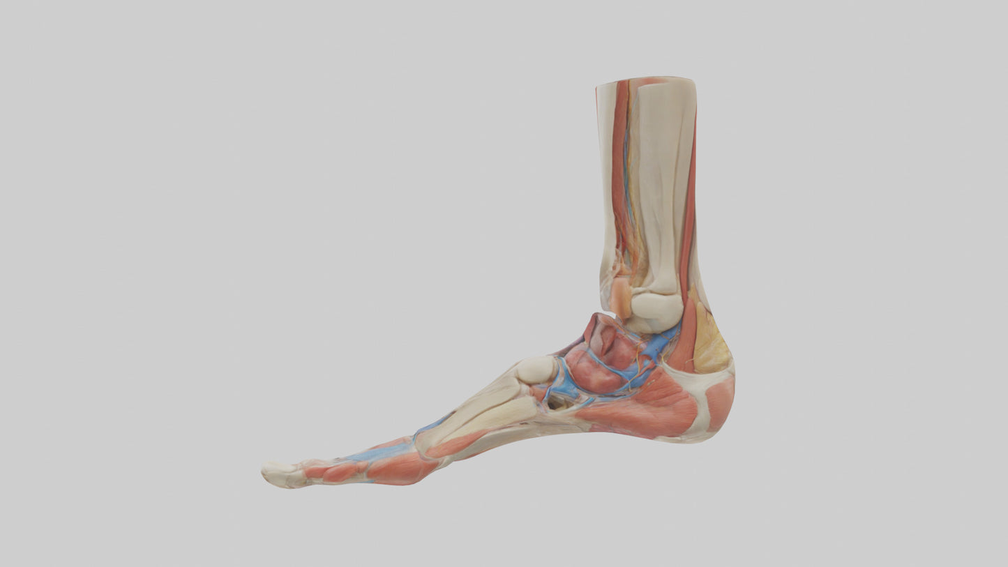 Human Foot Anatomy Model VR / AR / low-poly