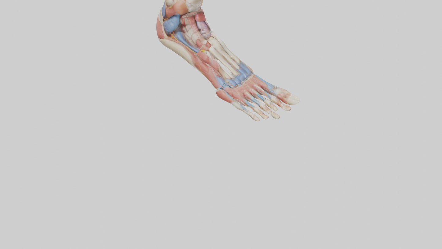 Human Foot Anatomy Model VR / AR / low-poly