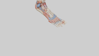 Human Foot Anatomy Model VR / AR / low-poly