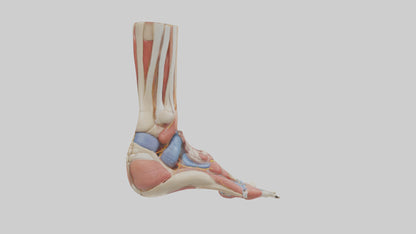 Human Foot Anatomy Model VR / AR / low-poly
