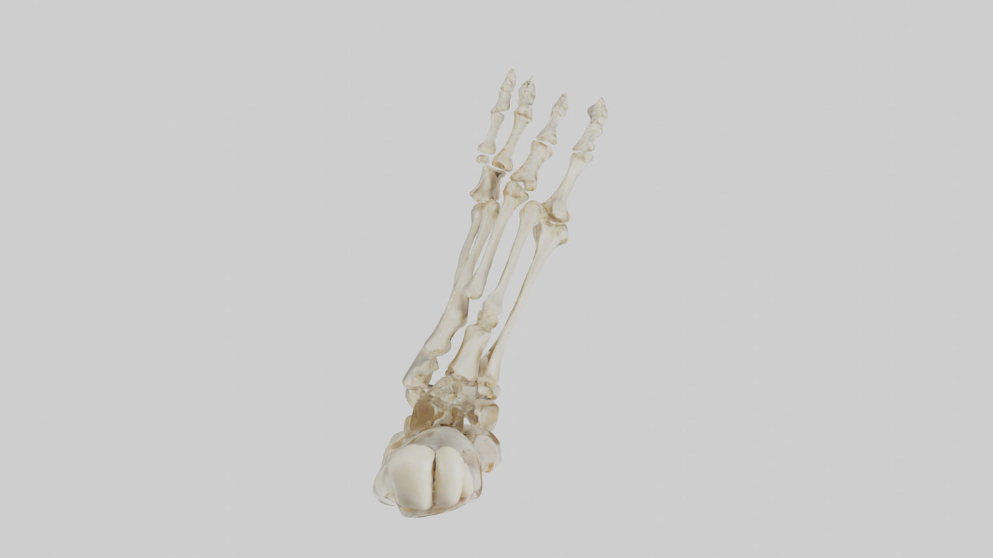 3D model Human Foot Skeleton model VR / AR / low-poly