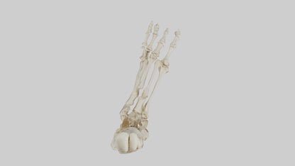 3D model Human Foot Skeleton model VR / AR / low-poly