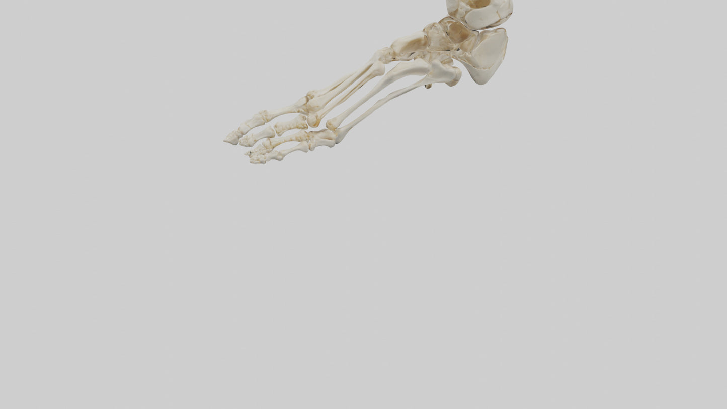 3D model Human Foot Skeleton model VR / AR / low-poly