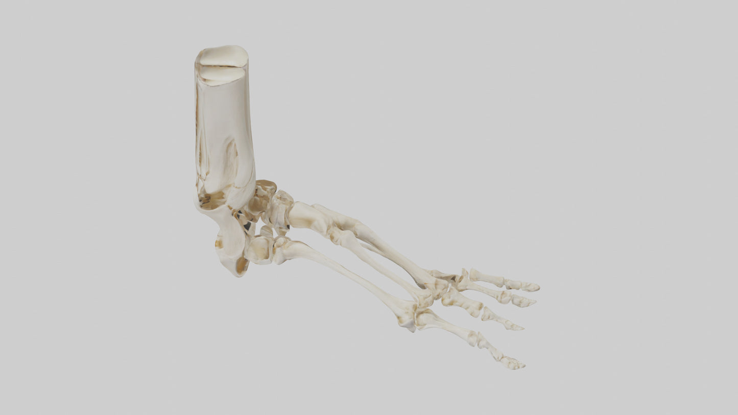 3D model Human Foot Skeleton model VR / AR / low-poly