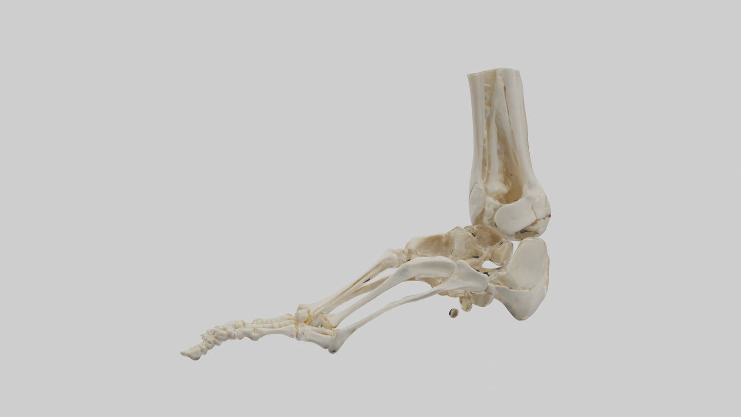 3D model Human Foot Skeleton model VR / AR / low-poly