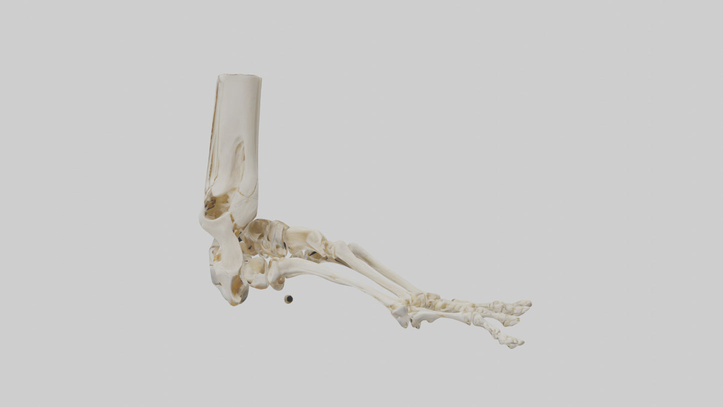 3D model Human Foot Skeleton model VR / AR / low-poly