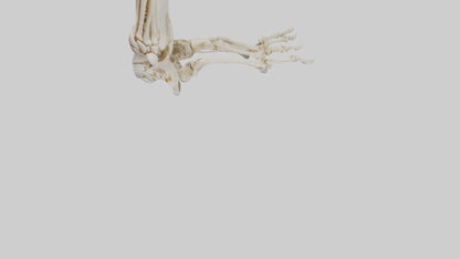 3D model Human Foot Skeleton model VR / AR / low-poly