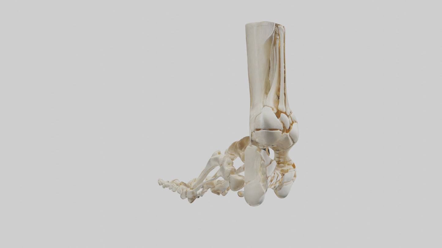 3D model Human Foot Skeleton model VR / AR / low-poly