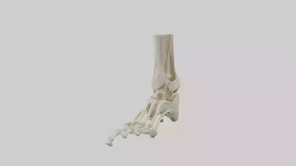 3D model Human Foot Skeleton model VR / AR / low-poly