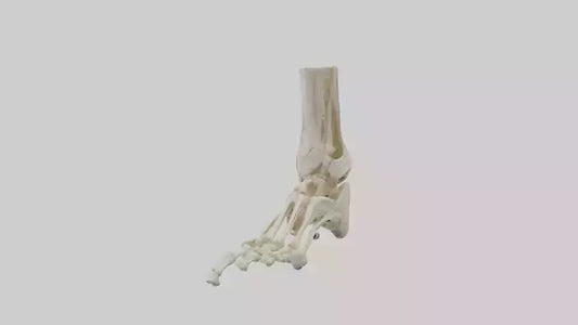 3D model Human Foot Skeleton model VR / AR / low-poly
