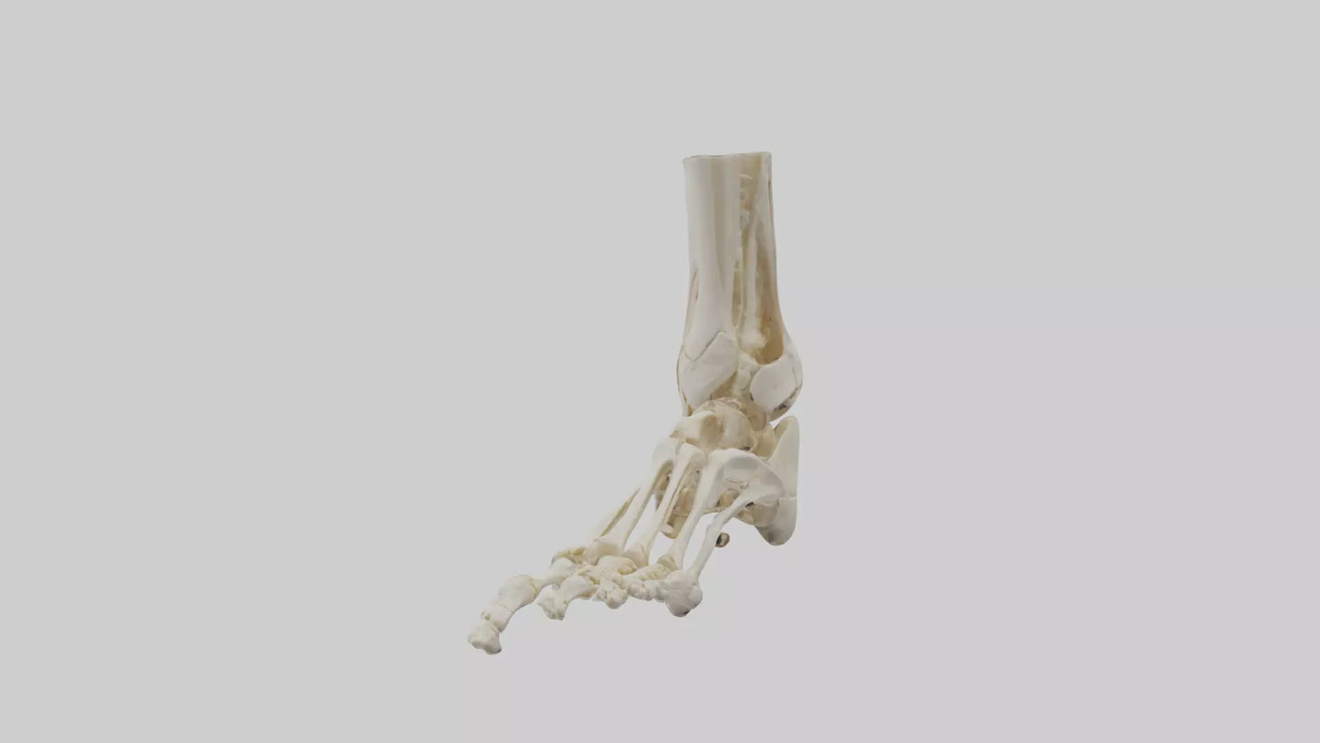 3D model Human Foot Skeleton model VR / AR / low-poly