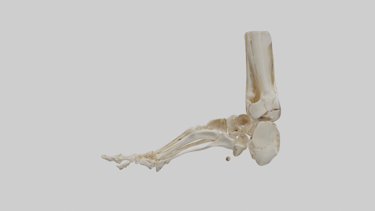 3D model Human Foot Skeleton model VR / AR / low-poly
