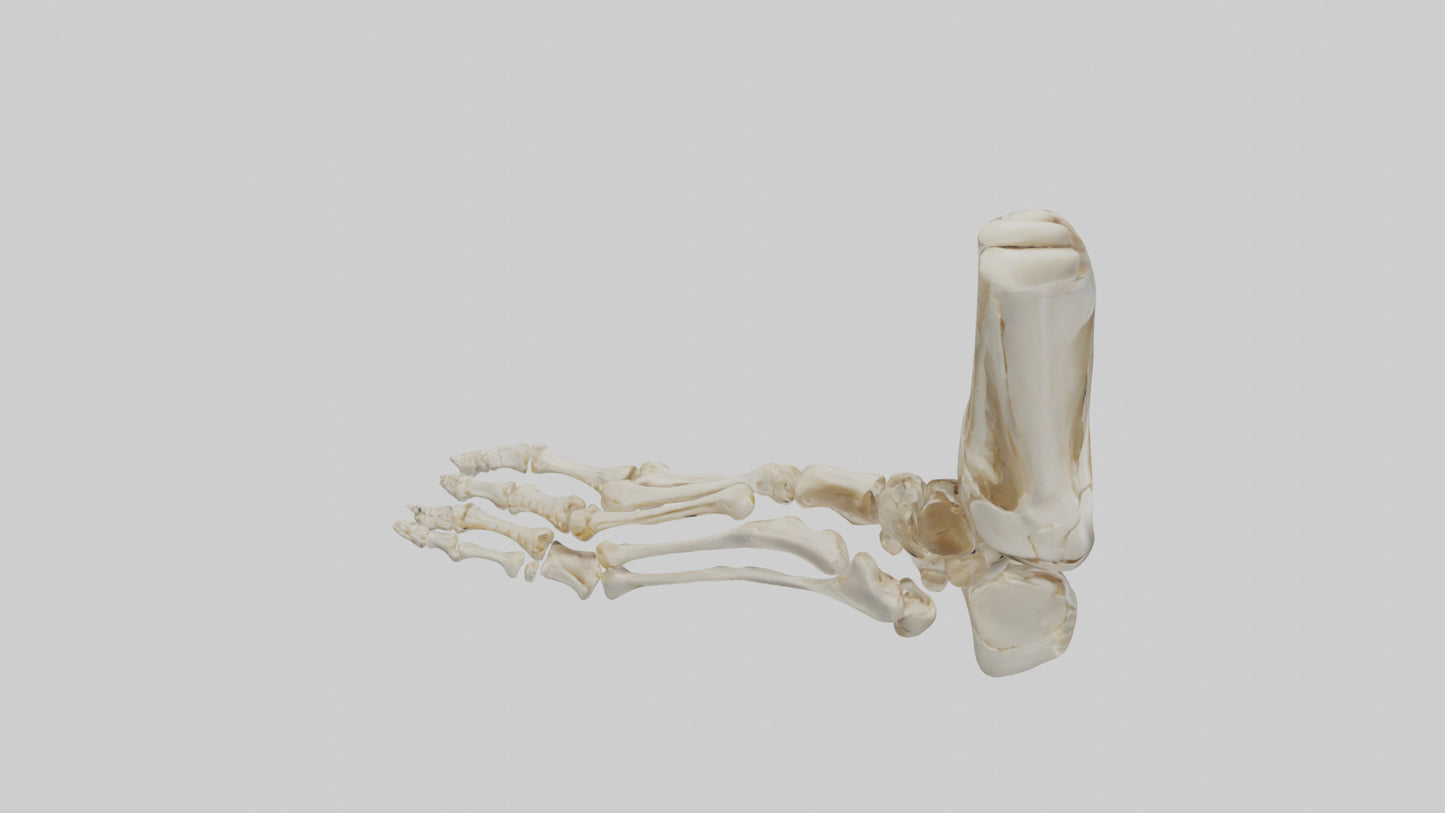 3D model Human Foot Skeleton model VR / AR / low-poly