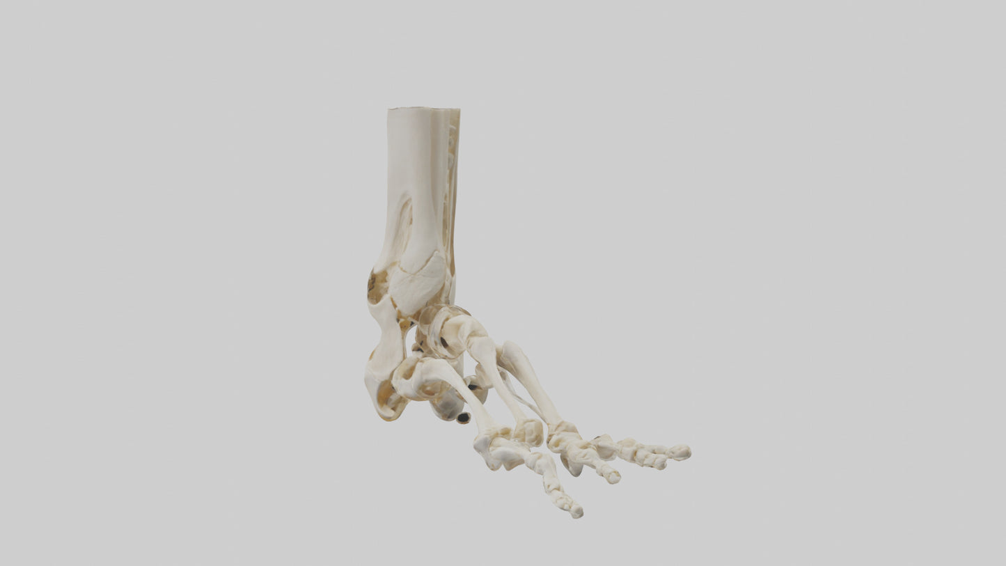 3D model Human Foot Skeleton model VR / AR / low-poly