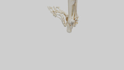 3D model Human Foot Skeleton model VR / AR / low-poly
