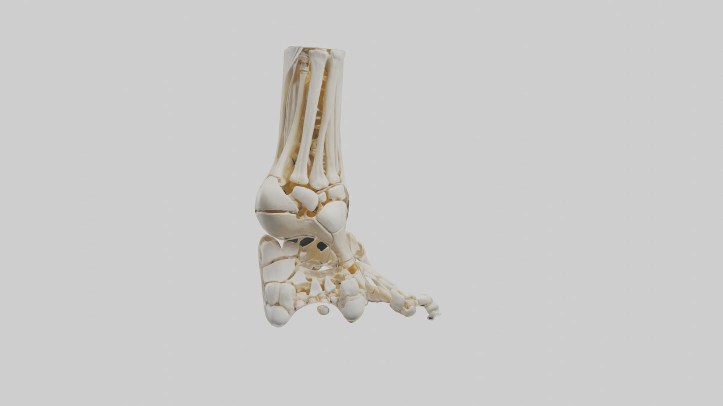 3D model Human Foot Skeleton model VR / AR / low-poly