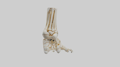 3D model Human Foot Skeleton model VR / AR / low-poly