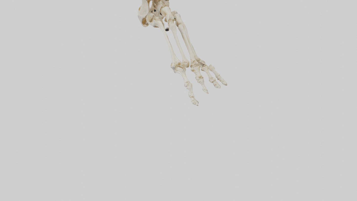 3D model Human Foot Skeleton model VR / AR / low-poly