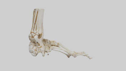 3D model Human Foot Skeleton model VR / AR / low-poly