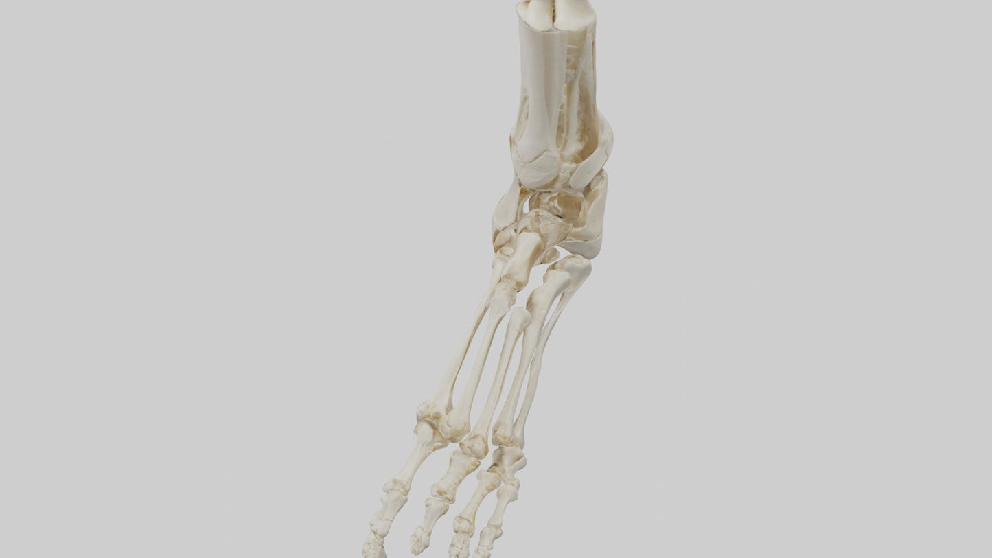3D model Human Foot Skeleton model VR / AR / low-poly