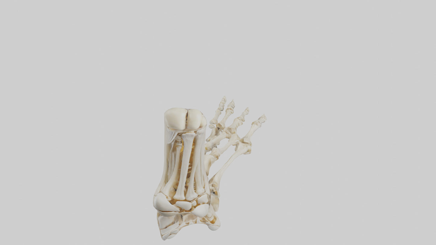 3D model Human Foot Skeleton model VR / AR / low-poly