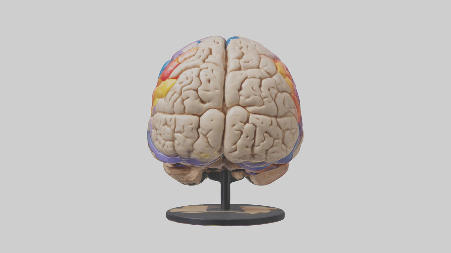 3D model Human Frontal Lobe Model VR / AR / low-poly