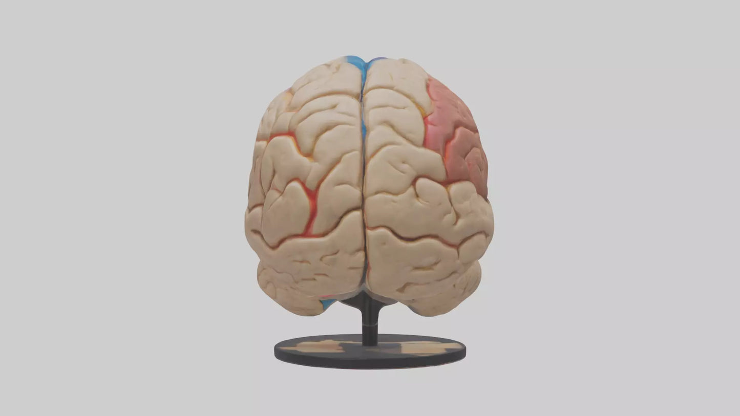 3D model Human Frontal Lobe Model VR / AR / low-poly