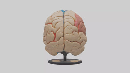 3D model Human Frontal Lobe Model VR / AR / low-poly