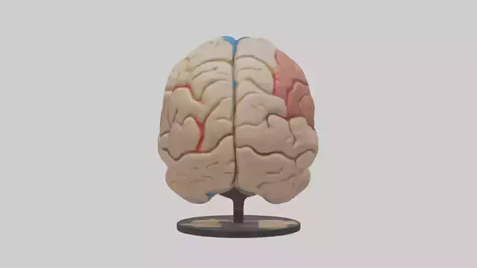 3D model Human Frontal Lobe Model VR / AR / low-poly