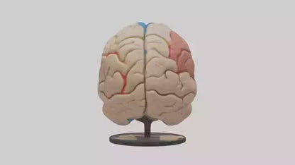 3D model Human Frontal Lobe Model VR / AR / low-poly