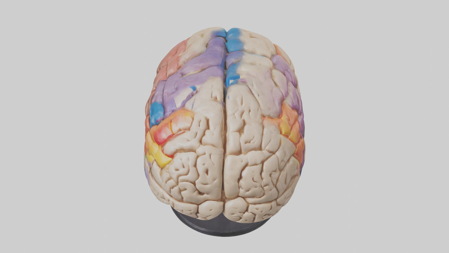 3D model Human Frontal Lobe Model VR / AR / low-poly