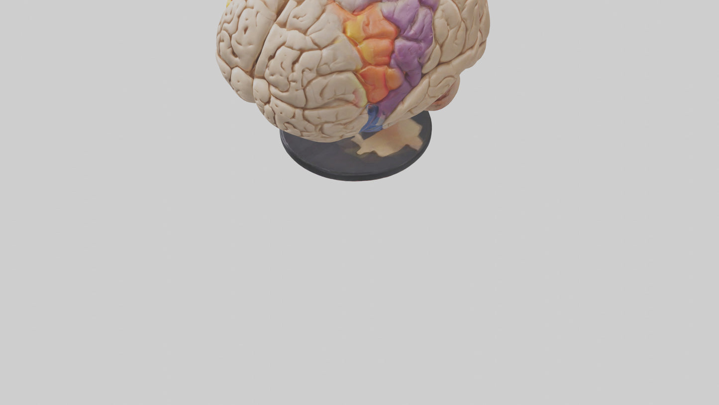 3D model Human Frontal Lobe Model VR / AR / low-poly