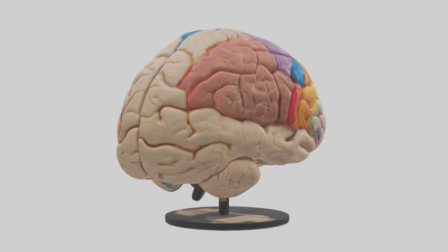 3D model Human Frontal Lobe Model VR / AR / low-poly
