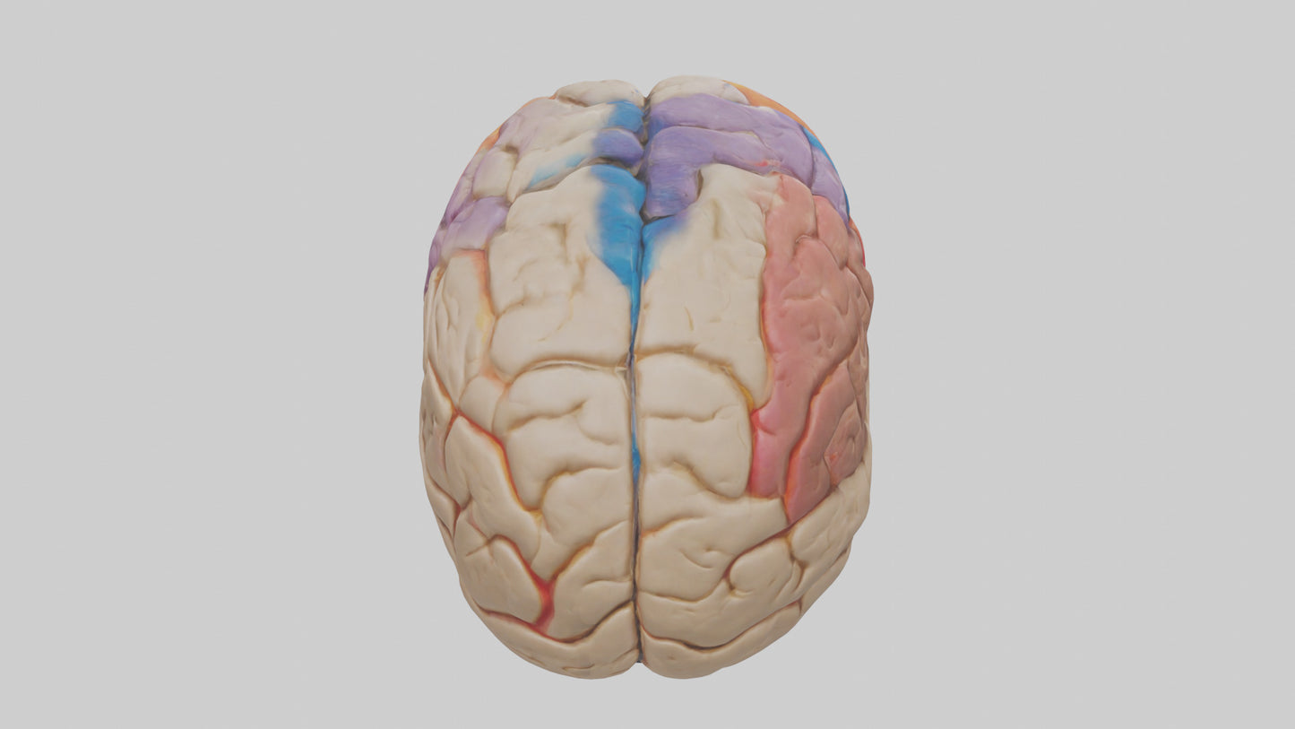 3D model Human Frontal Lobe Model VR / AR / low-poly