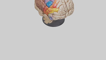 3D model Human Frontal Lobe Model VR / AR / low-poly
