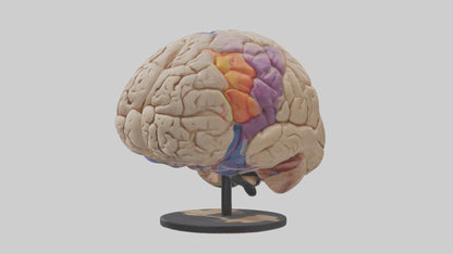 3D model Human Frontal Lobe Model VR / AR / low-poly