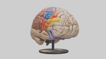 3D model Human Frontal Lobe Model VR / AR / low-poly